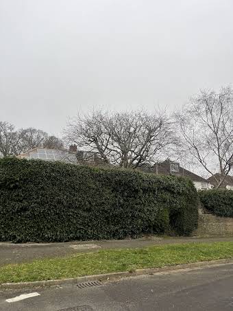 Beech tree reduction, Wimborne, Colehill album cover