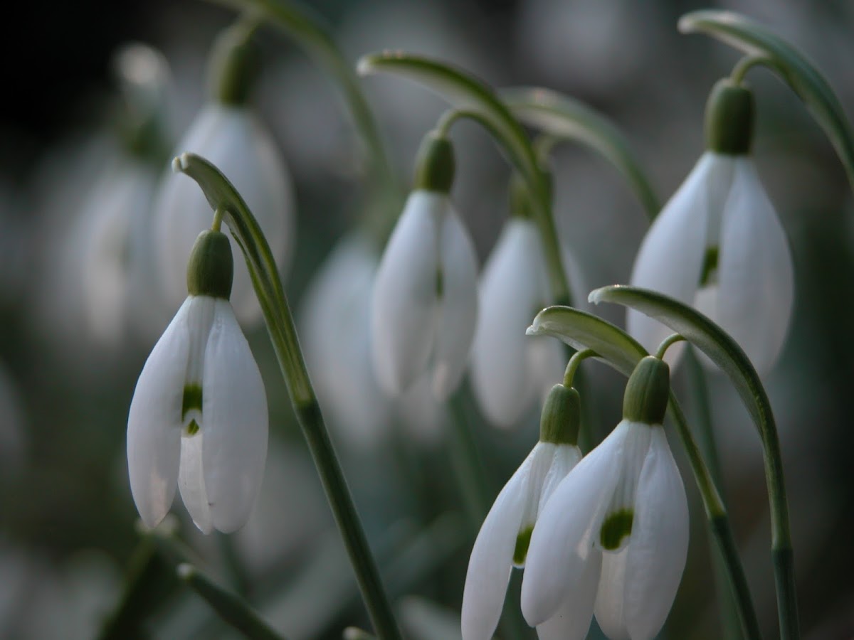 Snow Drops