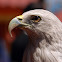 Brahminy kite