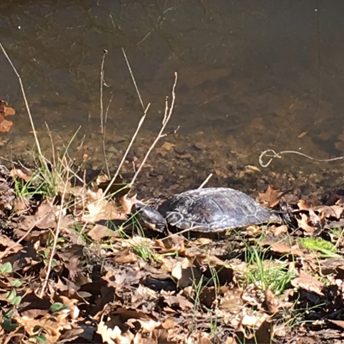 Pond turtle