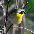 Common Yellowthroat (Male)