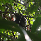 Purple-faced Lutung