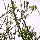 Bushtit