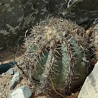Eagle Claw Cactus