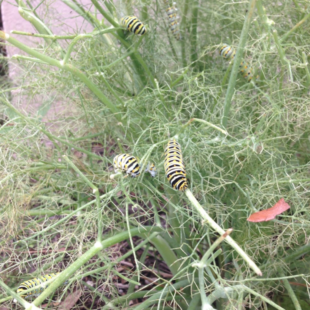 Black Swallowtail Caterpillar