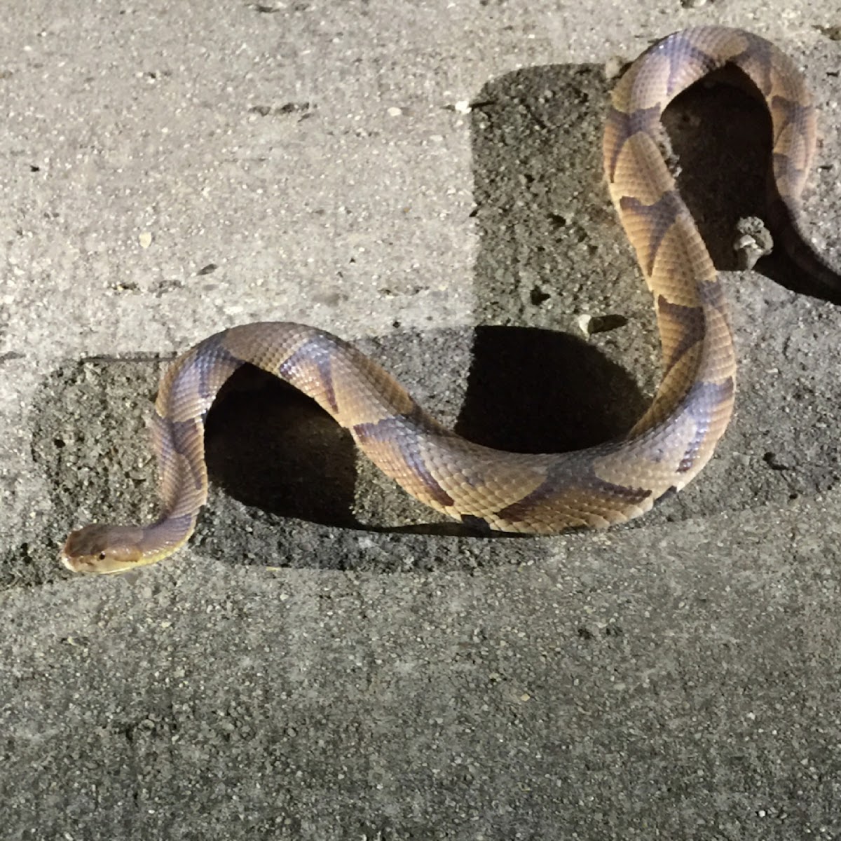 Copperhead