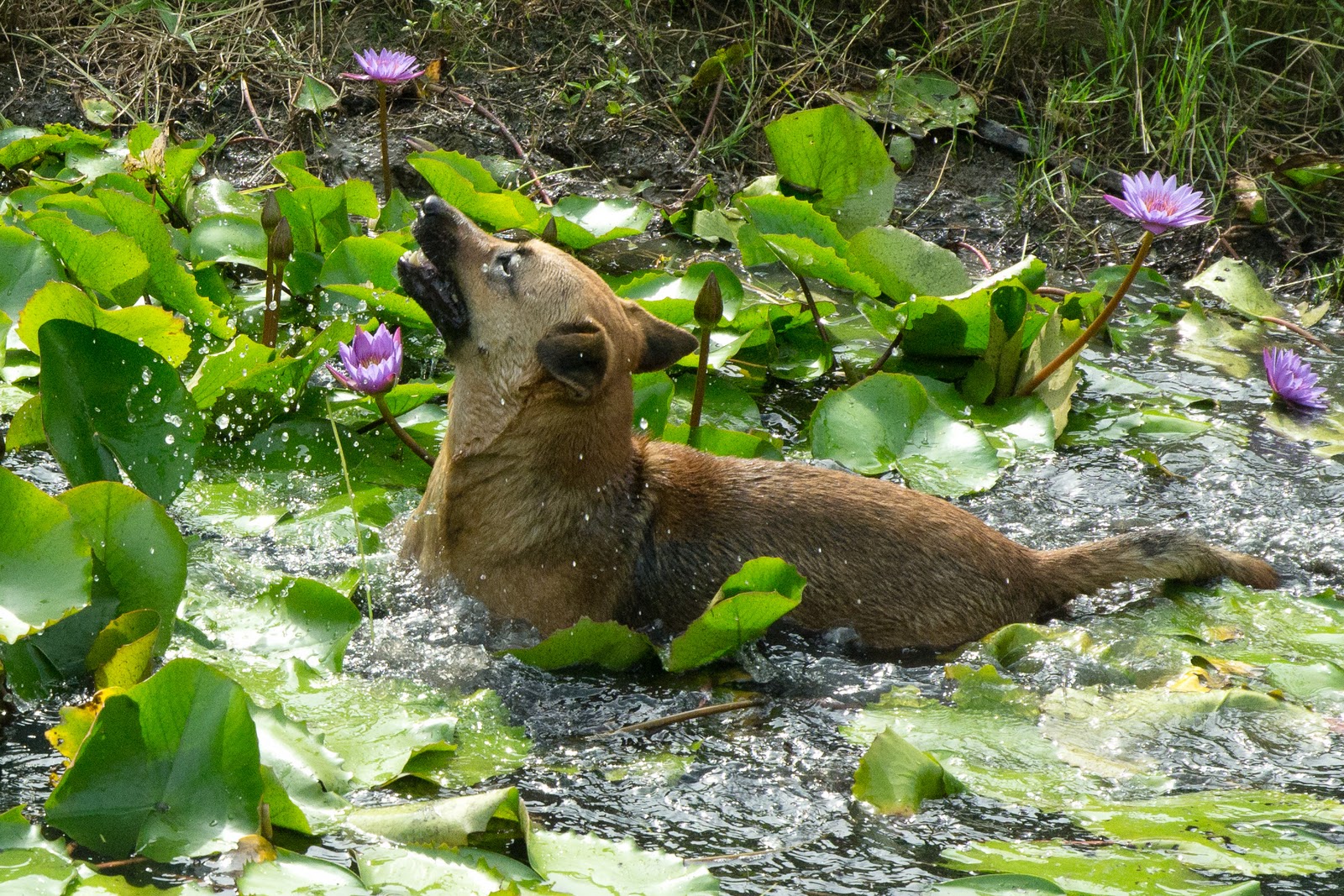 Mickey frolicking in lily pond