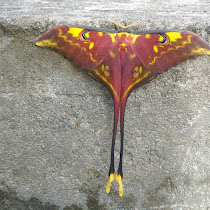 Moth of Sulawesi