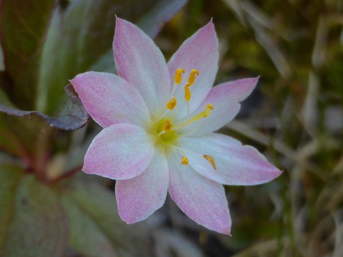 Arctic Starflower