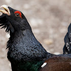 Western capercaillie