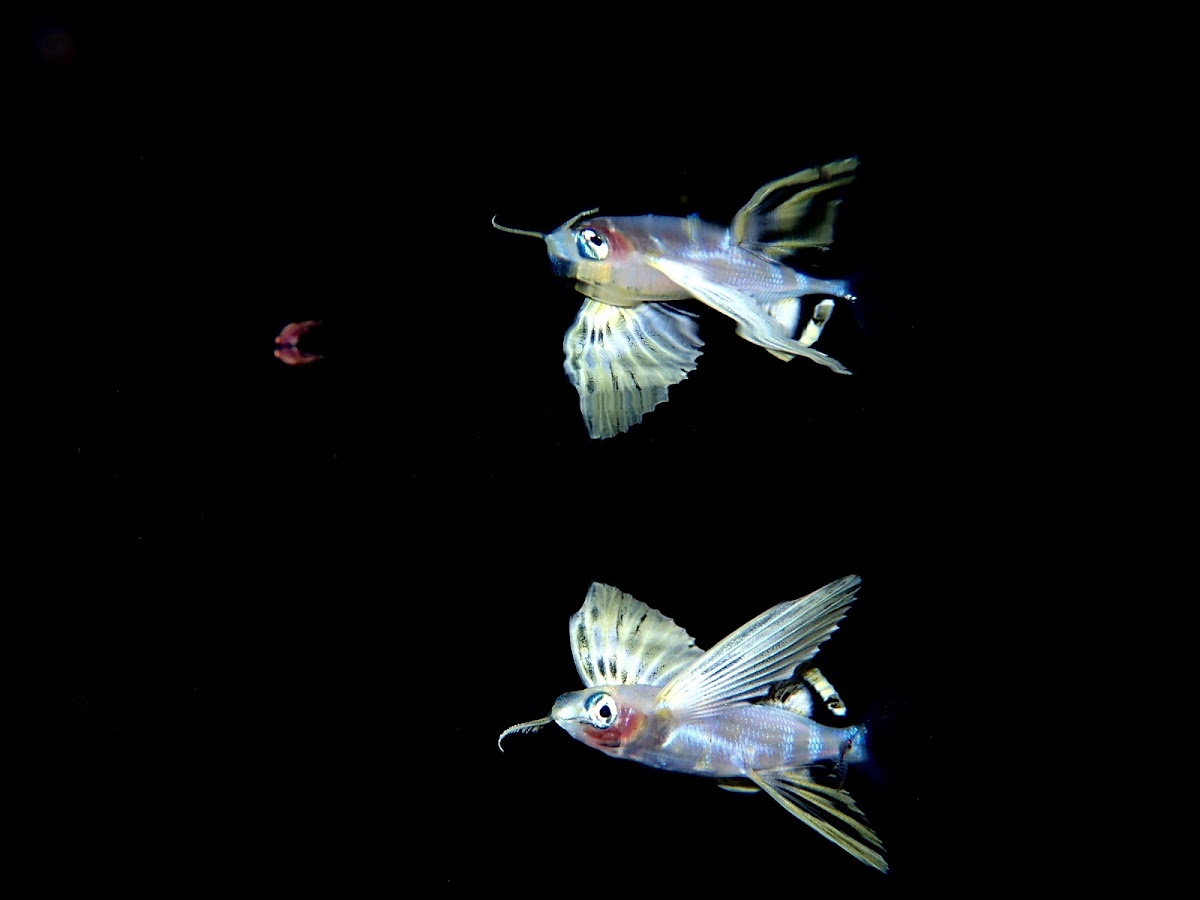 Juvenile Two-wing Flyingfish