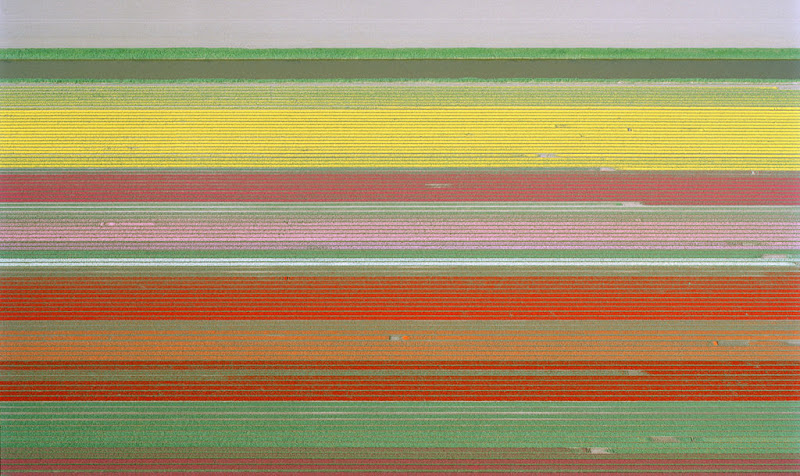 Tulips by Julian Faulhaber