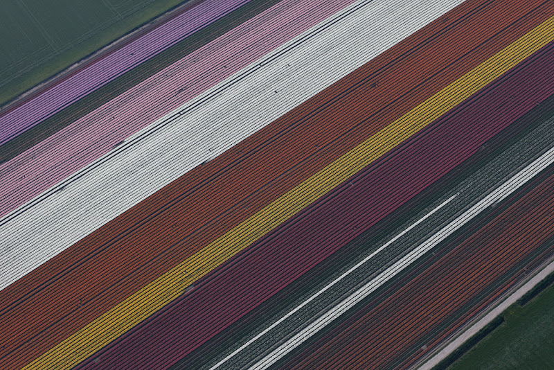 Tulips by Julian Faulhaber