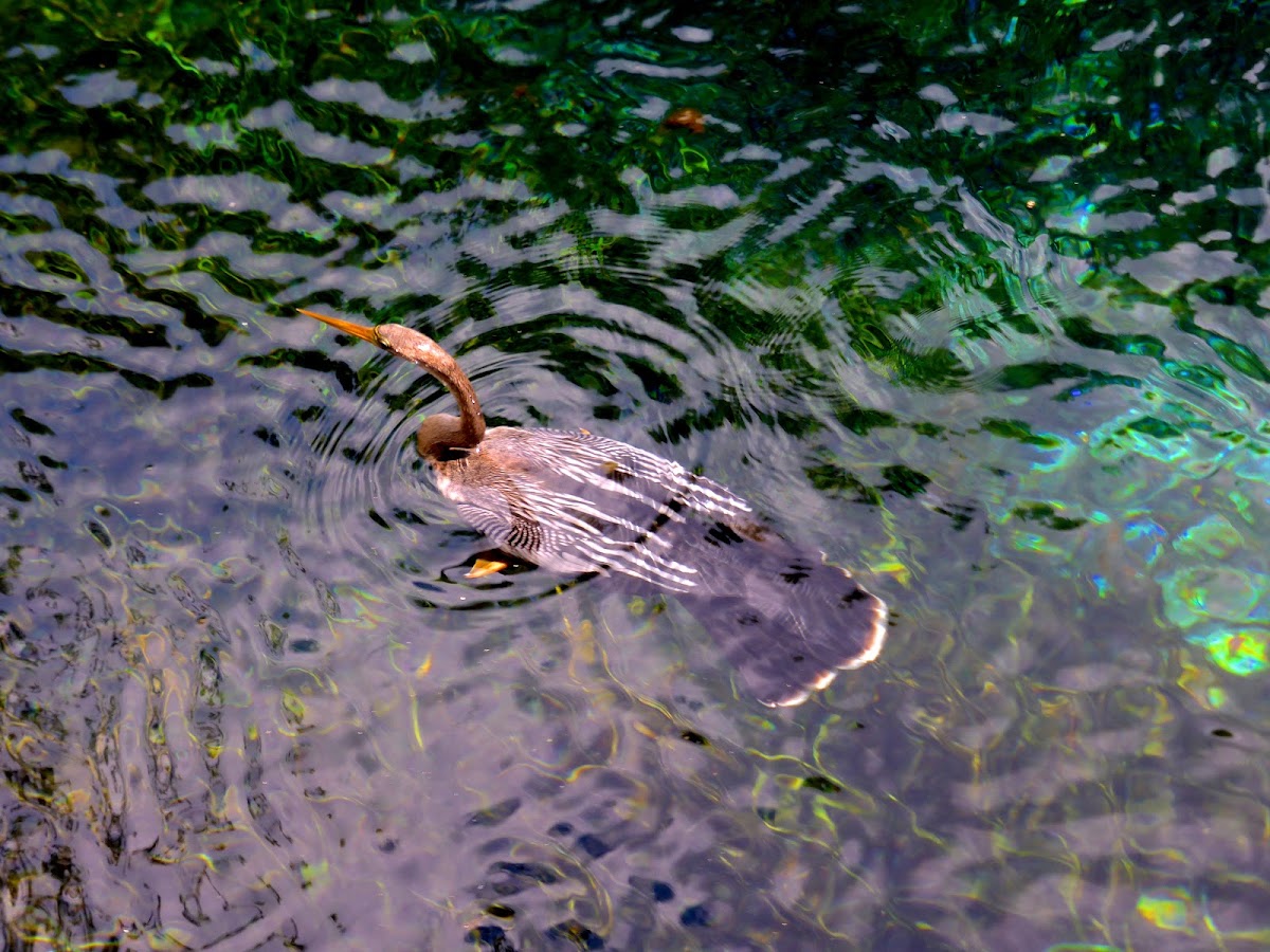 Anhinga