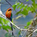 Rufous Motmot