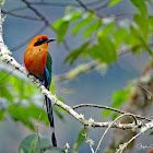 Rufous Motmot