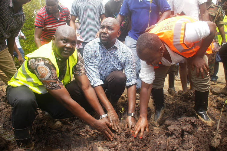 Trasport Cabinet Secretary Kipchumba Murkomen lead the tree planting exercise in Mikindani area of Mombasa.