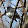 Dark-eyed Junco