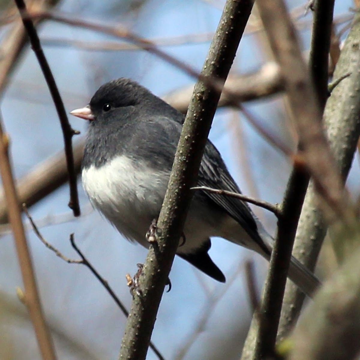 Dark-eyed Junco