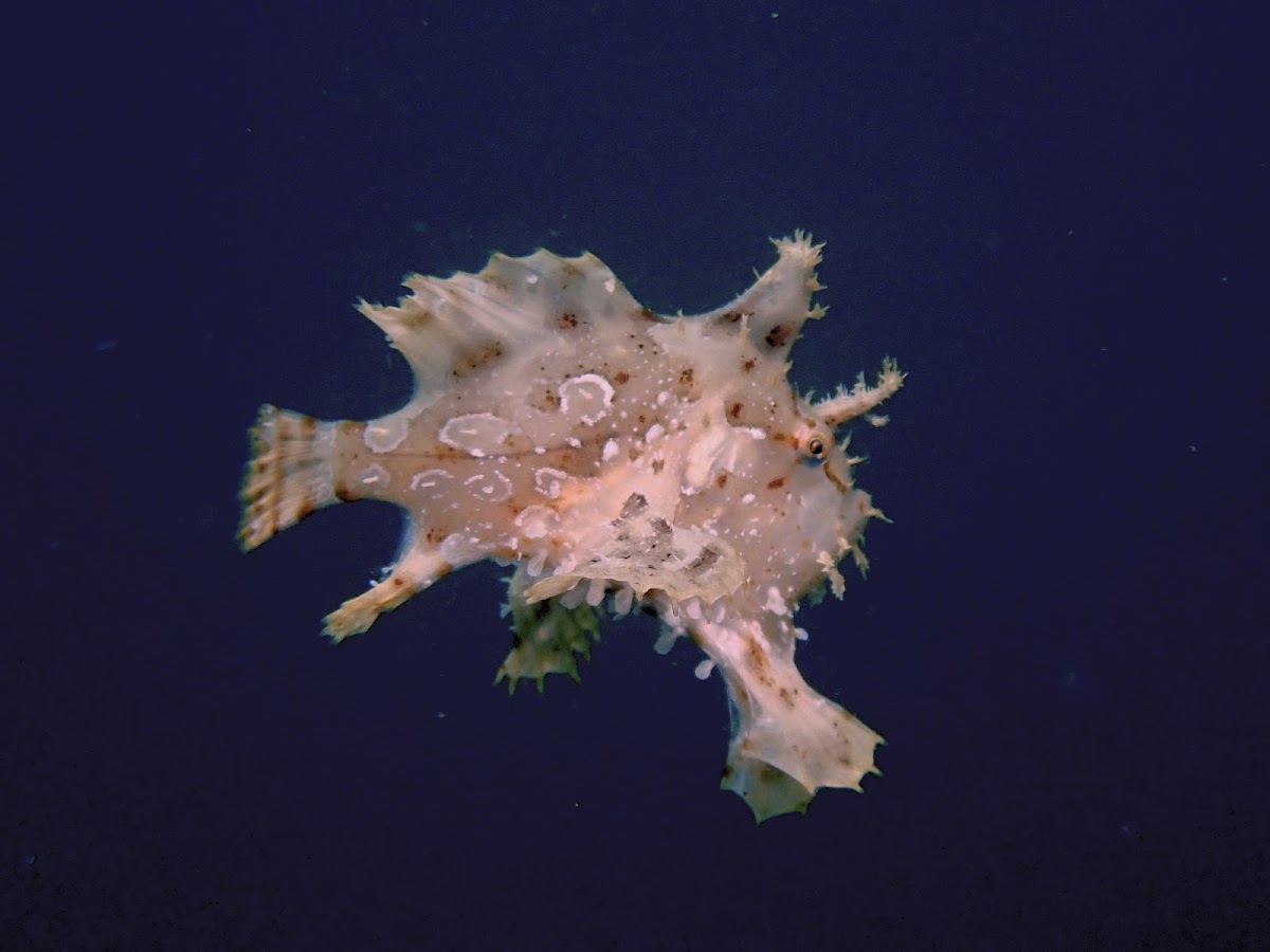 Sargassum Frogfish