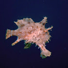 Sargassum Frogfish