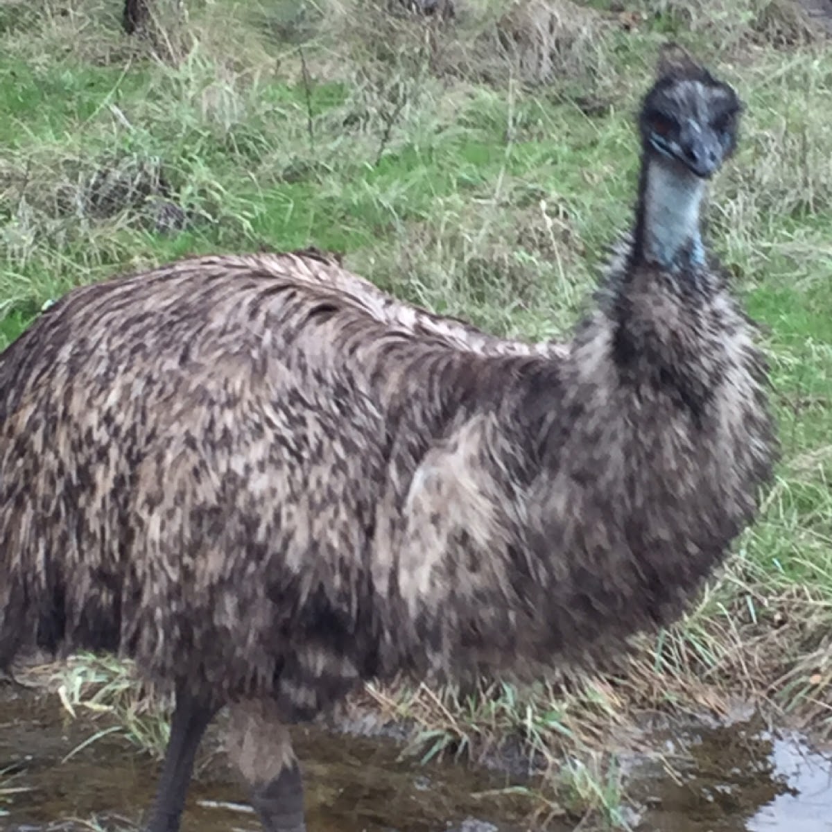 Emu