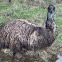 Emu