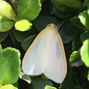 Delicate Cycnia Moth