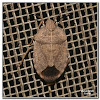 Stink Bug