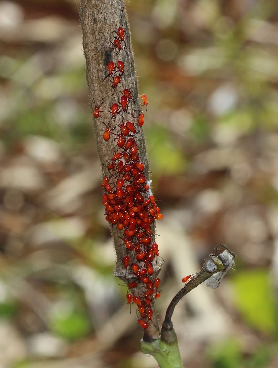 Red Cotton Stainer