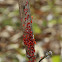 Red Cotton Stainer