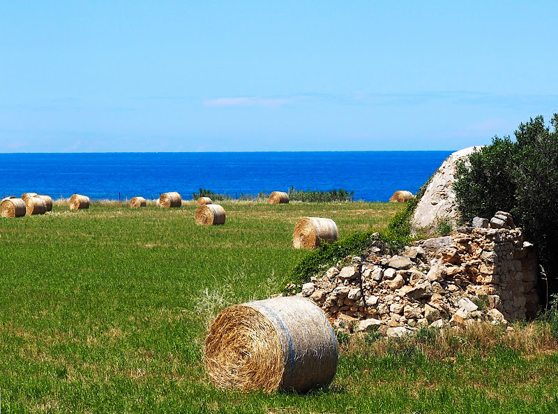 oro giallo di Puglia di marco_de_giosa