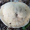 unknown toadstool