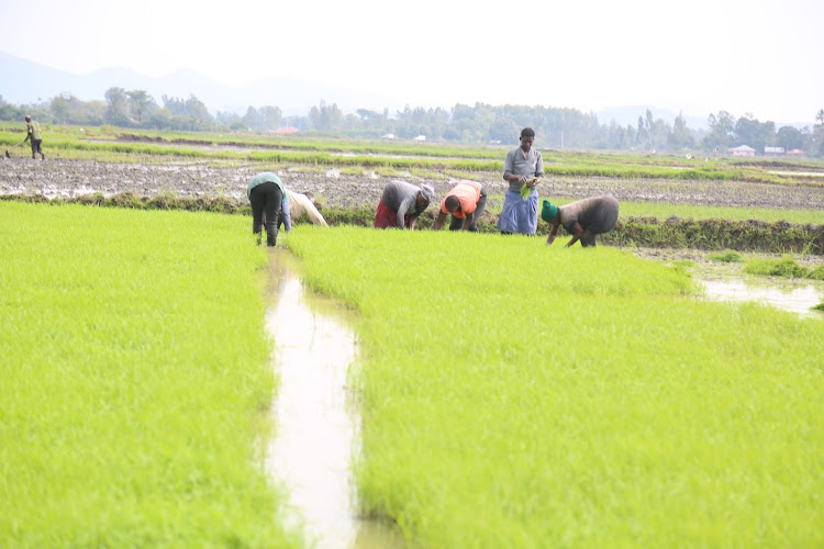 Farmers in the Bunyala irrigation scheme in Busia county