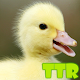 Download duck live wallpapers For PC Windows and Mac 1.00