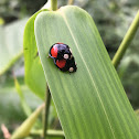 Ladybug