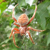 Spotted Orbweaver