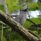 Gray Catbird