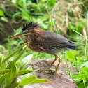 Juvenile Green Heron