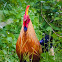 Sri Lankan Junglefowl, Ceylon junglefowl, Lafayette's junglefowl