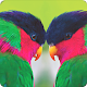 Download Nice Parrot Wallpapers hd For PC Windows and Mac 1.0