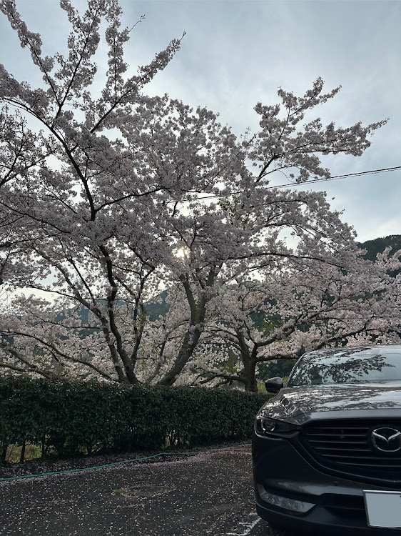 CX-8のサクラと愛車に関するカスタム事例の投稿画像5枚目