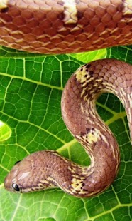 How to download Snake Jigsaw Puzzles 1.0 mod apk for laptop