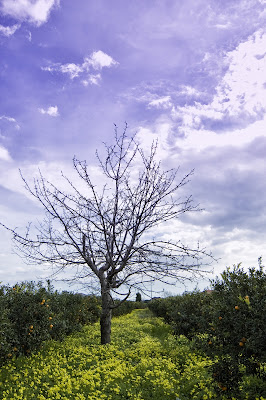 Early spring di gianca161