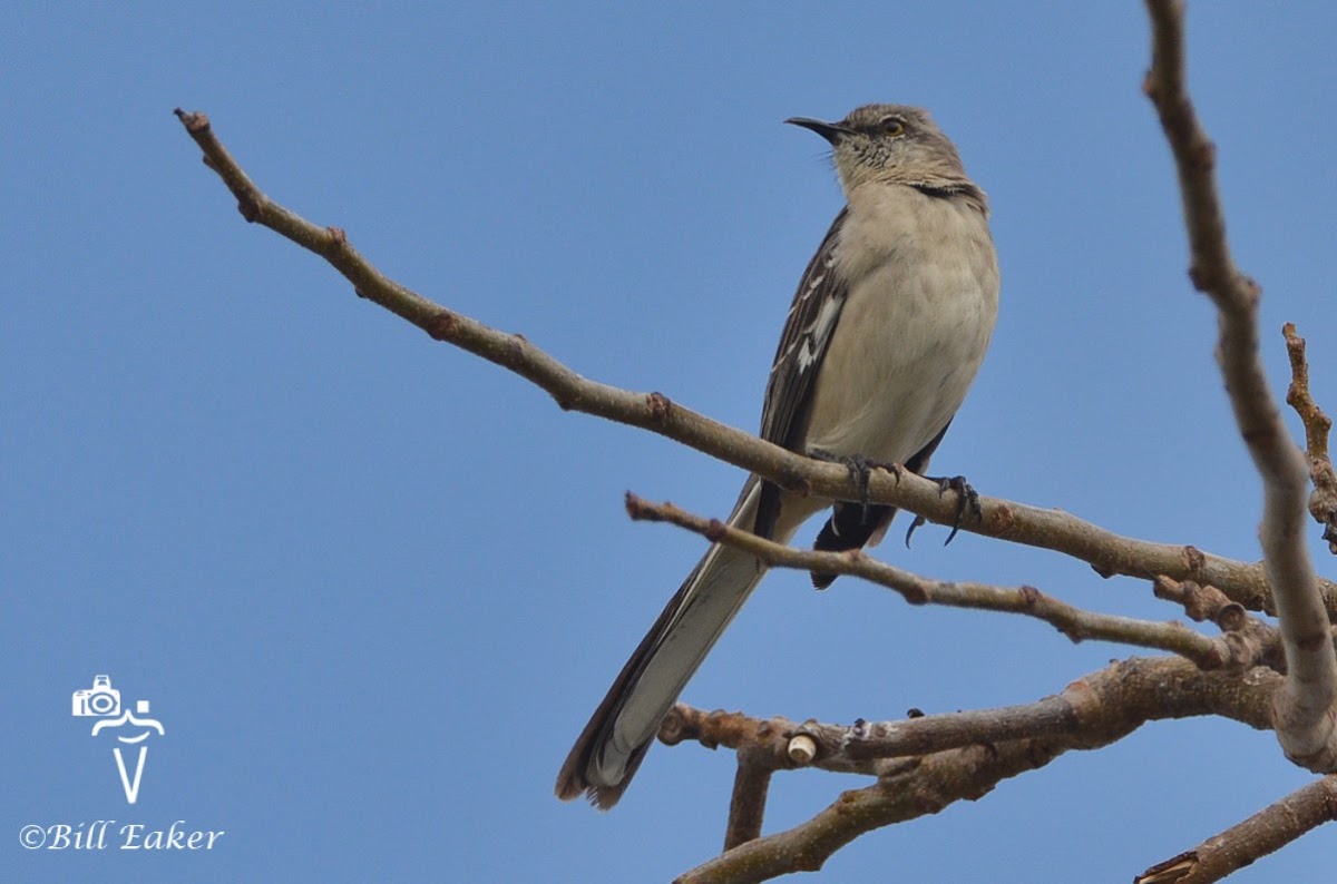 Northern Mockingbird