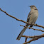 Northern Mockingbird