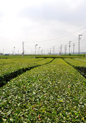 茶畑風景