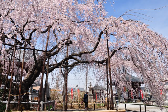 横からのしだれ桜
