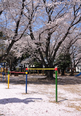 桜の花びら絨毯