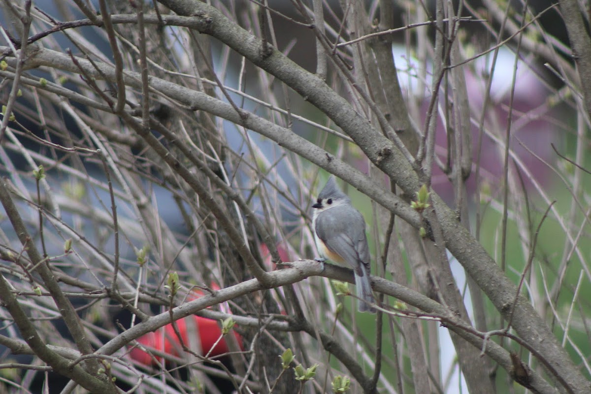 Tufted Titmouse